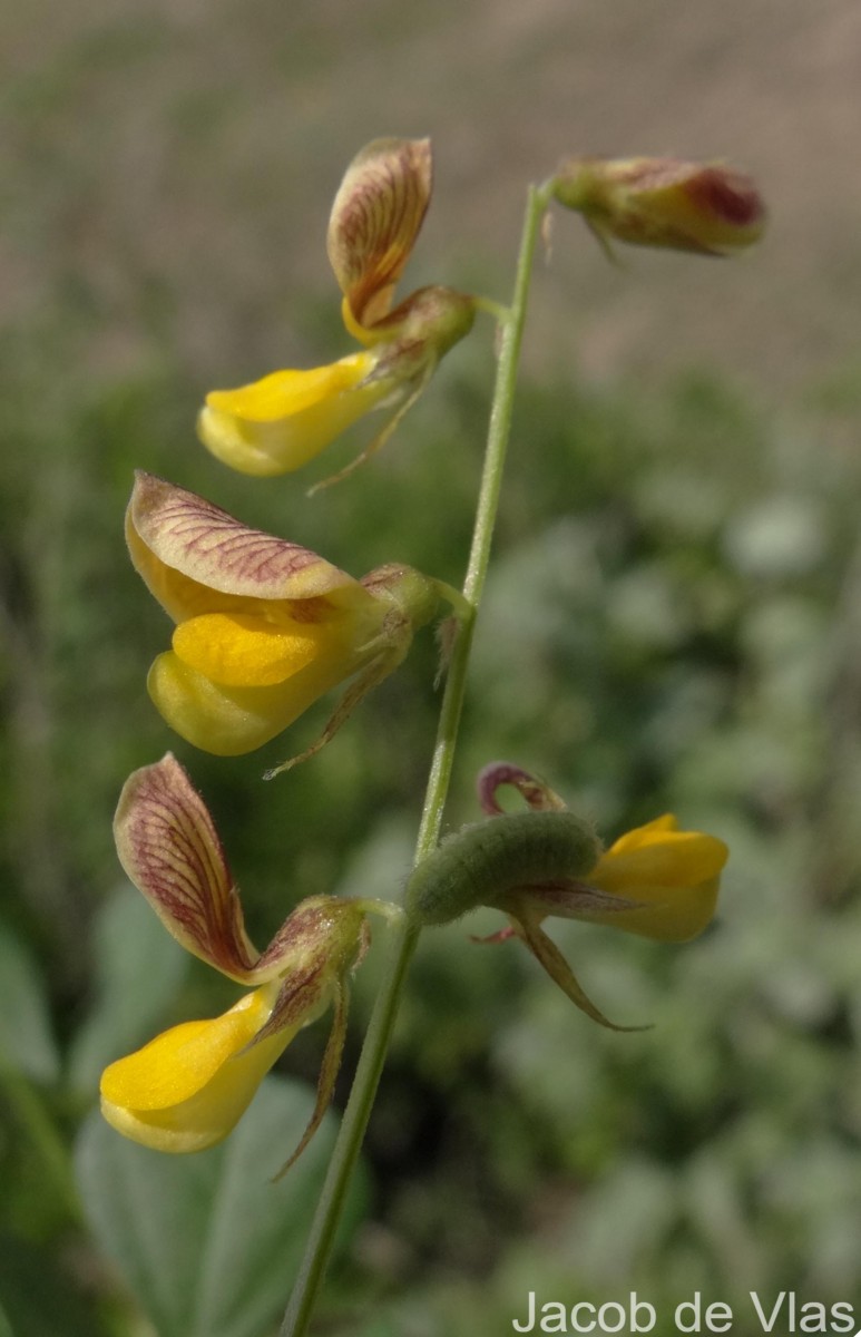 Rhynchosia minima (L.) DC.